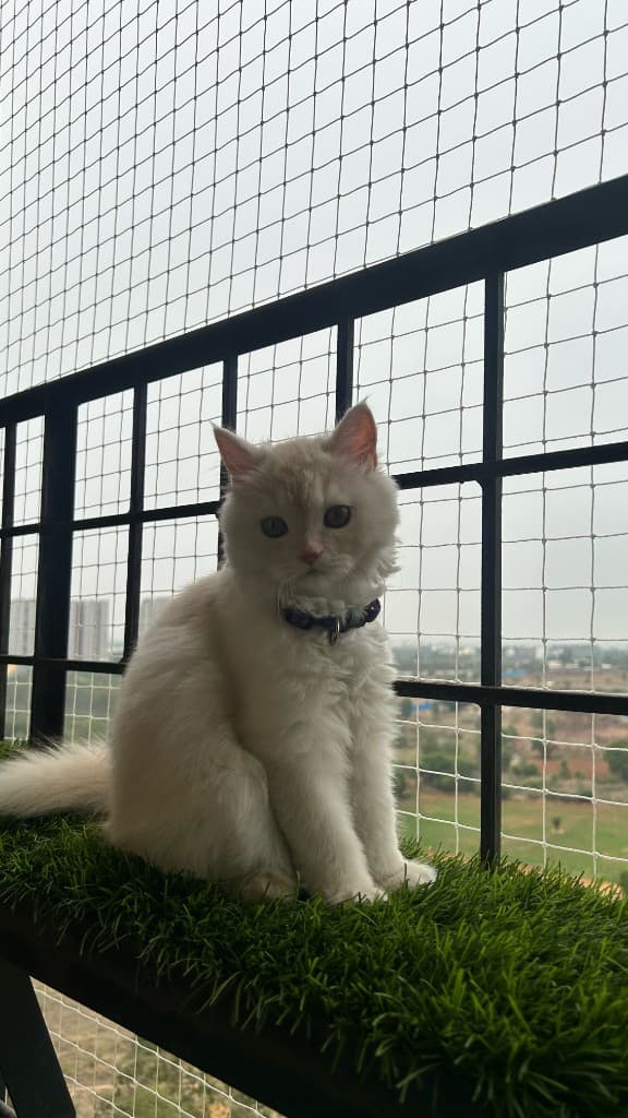 Checking on her kingdom from the balcony