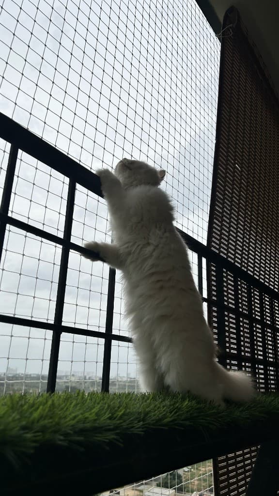 Climbing the balcony net like it's her personal Everest