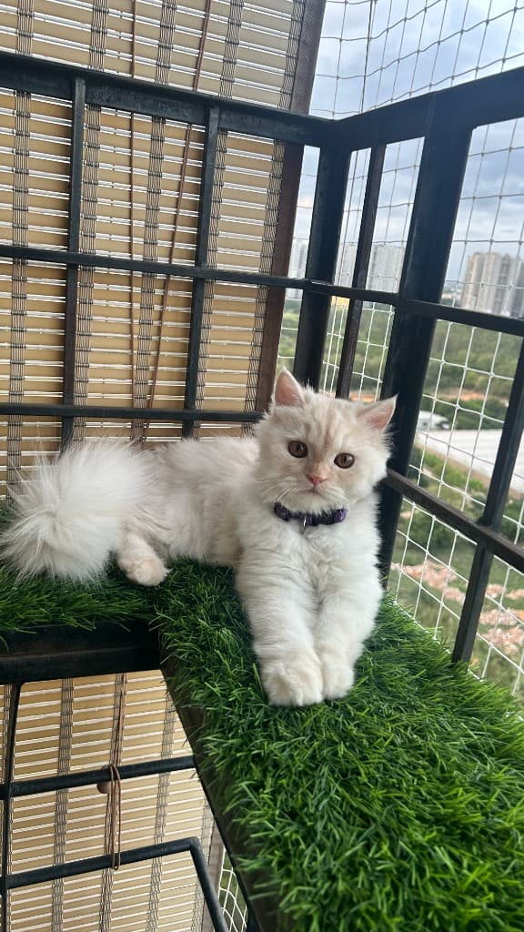 Lounging on the lawn like rent is free (it is, for her)