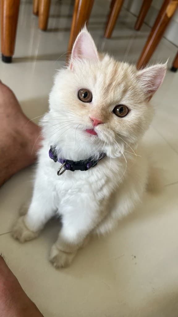 Whiskers out, tongue out, zero regrets