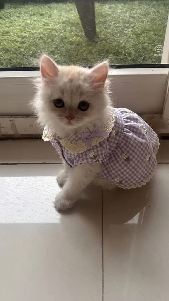 Ginger wearing a dress